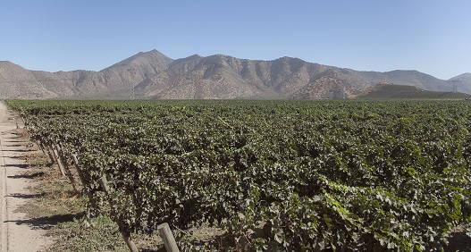 Vineyards